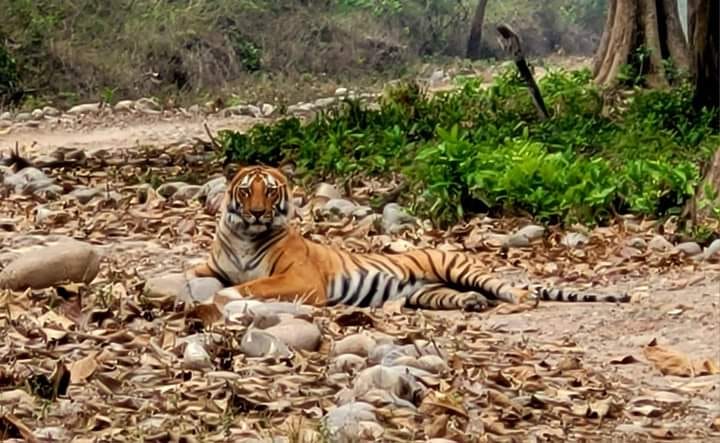 Tiger capital is in the forests of Jim Corbett Tiger Reserve