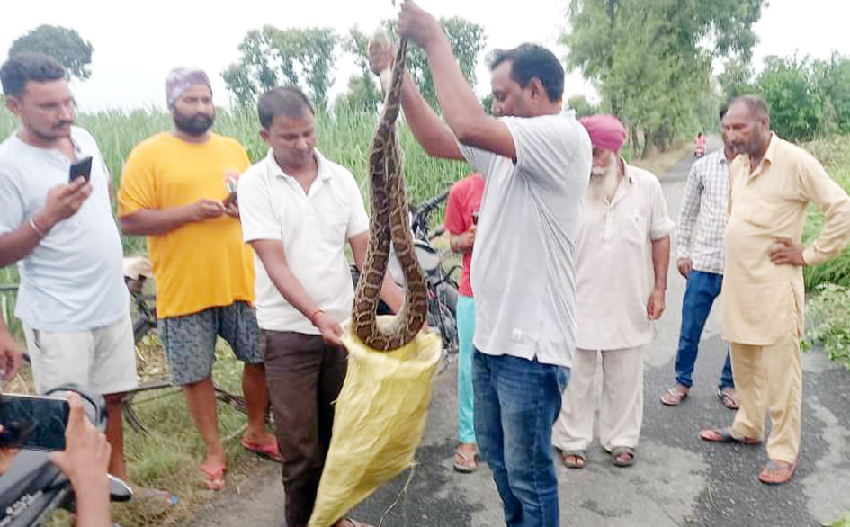 Python strayed from the forest and reached the farm house