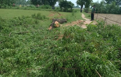 Green trees were cut in Mujaria's Kataiya Kesar