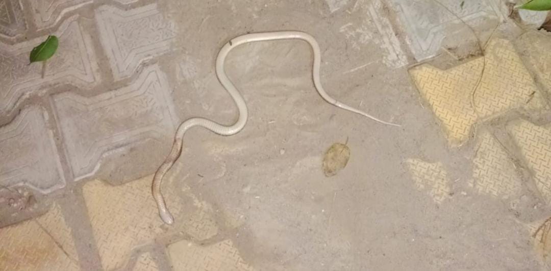 Snake climbed on the transformer, the light was buzzing all night