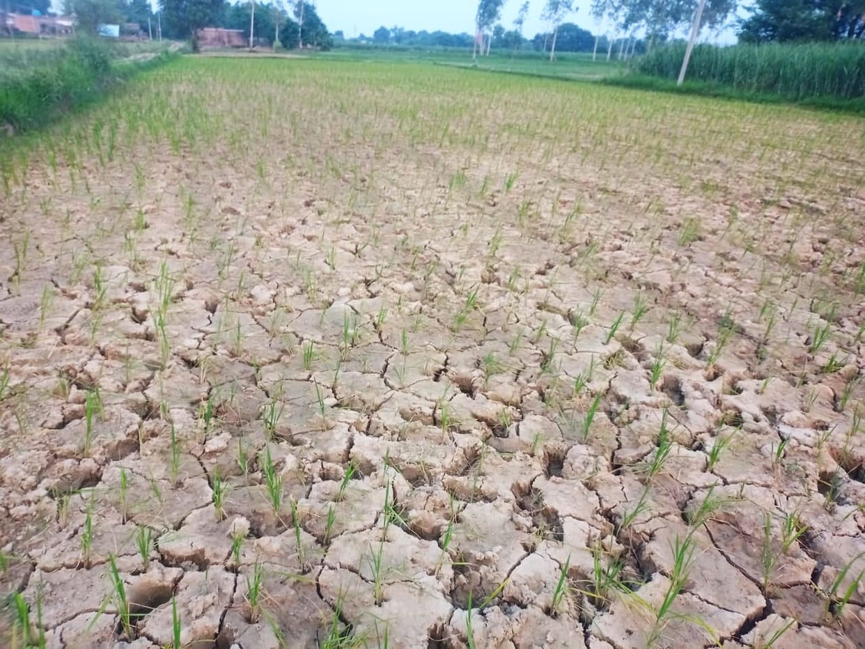 Crops drying up due to lack of rain, fear of drought haunting farmers
