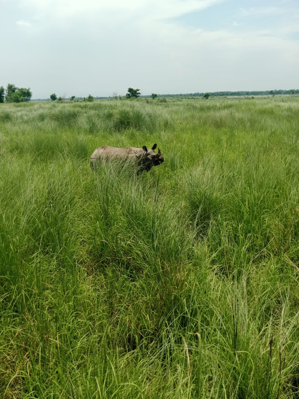 After elephants now rhinos have camped in Lagga Bhagga area
