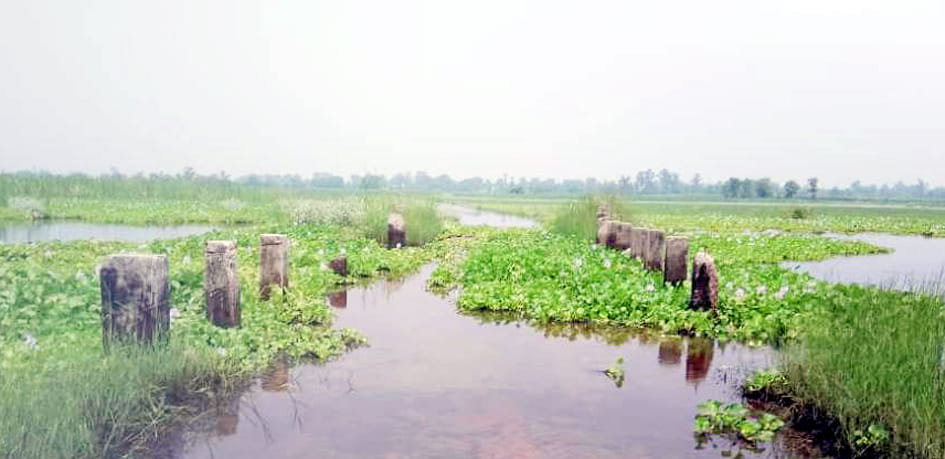 The road from Majhora to Imlia got covered with water hyacinth