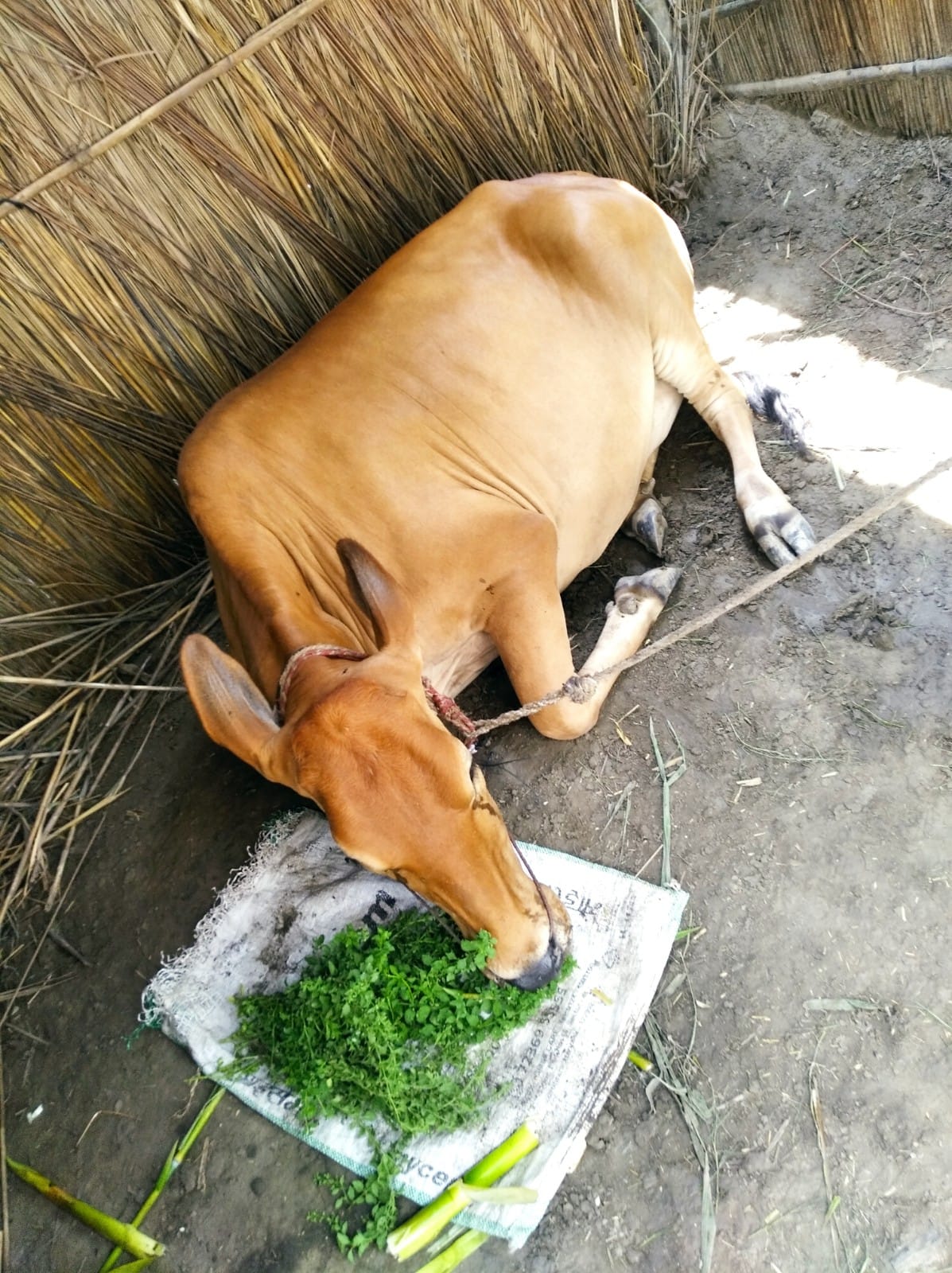 Lumpi spread in Khadda, Vishunpura, Padrauna and Tamkuhiraj blocks