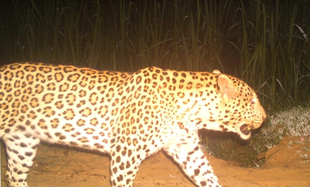 Rani of Jim Corbett National Park and Tunga Hthini will seek Guldar