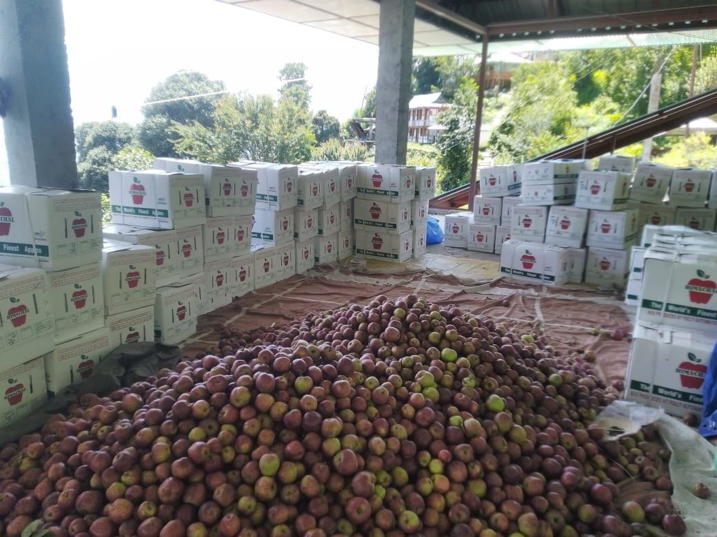 rampur news, apple. crop, jeury, road, blocked,