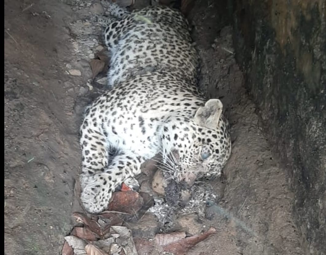 Dead body of a female Guldar found in the forests of Kalagarh