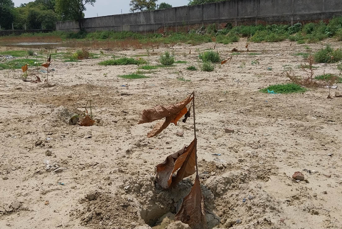 Plants planted for greenery dried due to carelessness