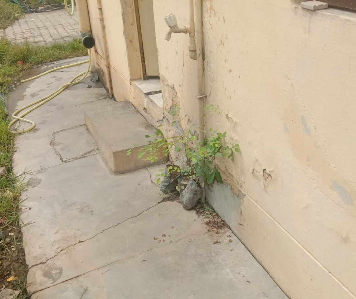 Plants scorched by spraying medicine to destroy grass