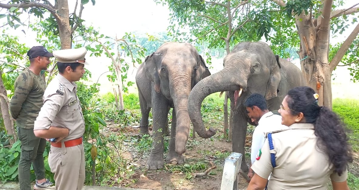 Elephants from Jhirna range will find Guldar in Rehad