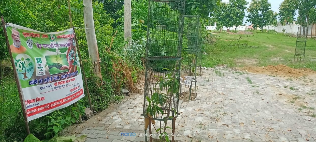 tree plantation