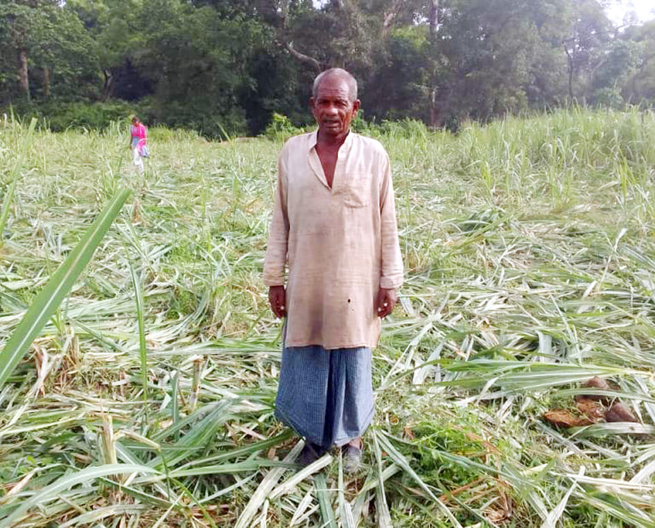 Herd of wild elephants trampled farmers' crops