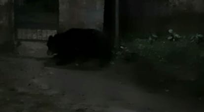 Bear entered Nachni Ghat power substation