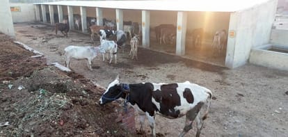Four cows and one calf died in five days in the cow shelter