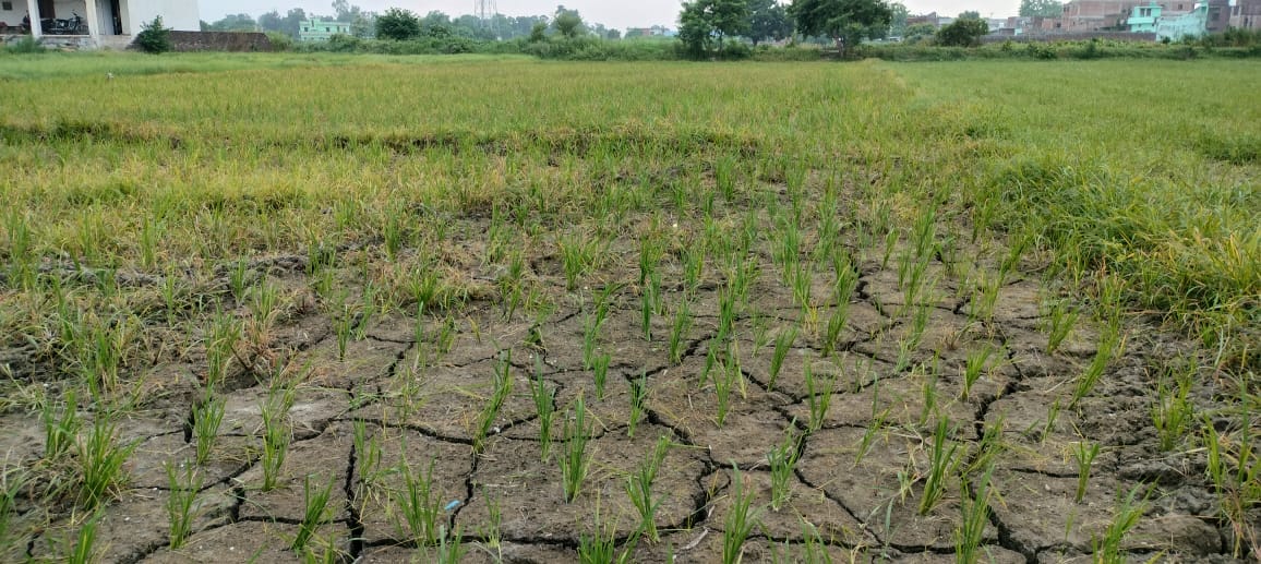 Cracks in the field, concern of farmers increased