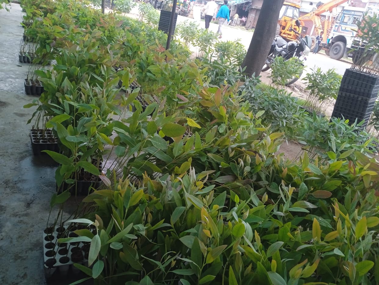 More than 100 nurseries running without license in Bisalpur area