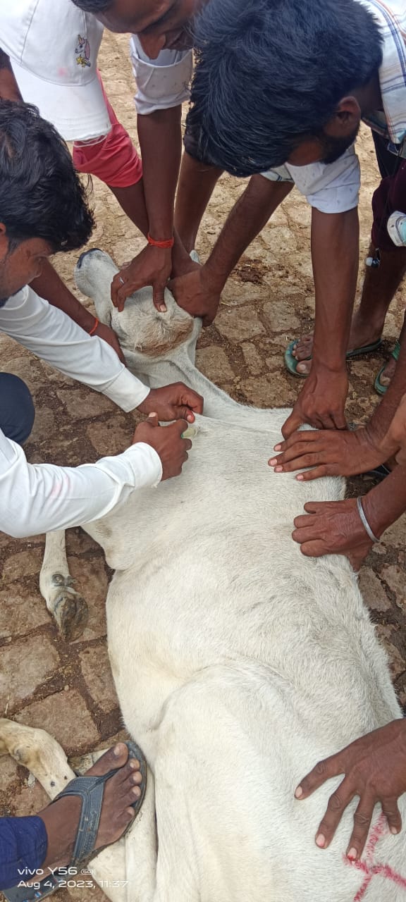vaccination of cattle