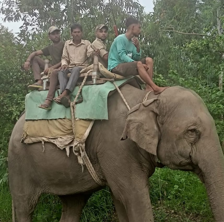 Corbett Park's elephants are engaged in finding Guldar