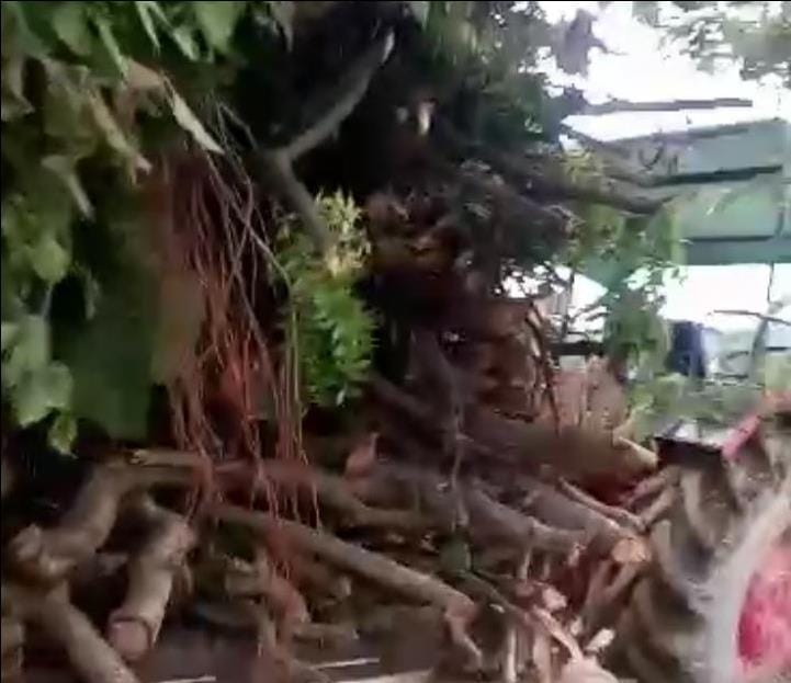 Green trees were cut after taking permission to prepare forest, sitting investigation