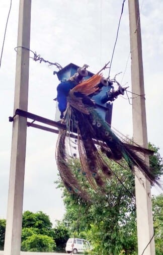 Peacock died due to electrocution in Khutar