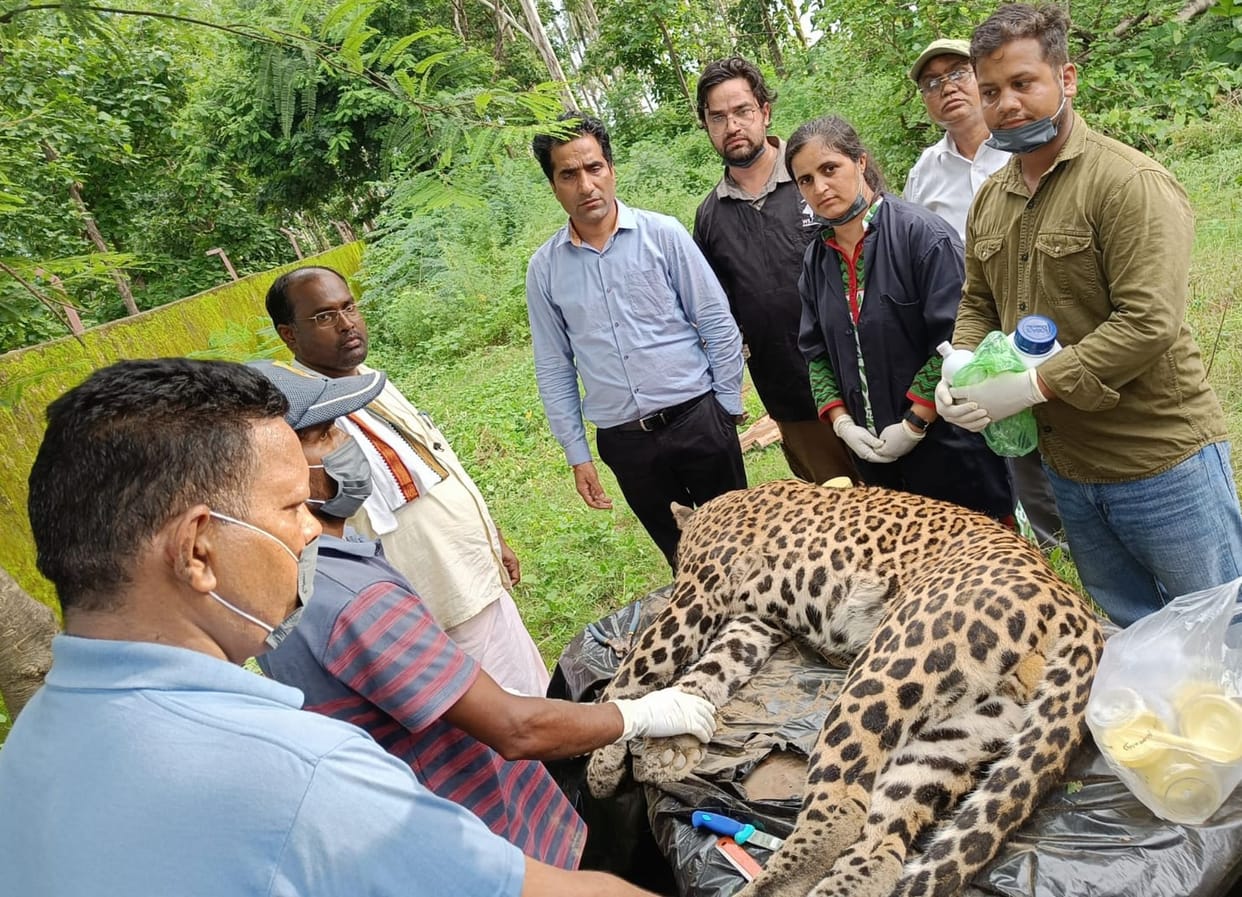 Leopard Killed strangled in Clutch Wire