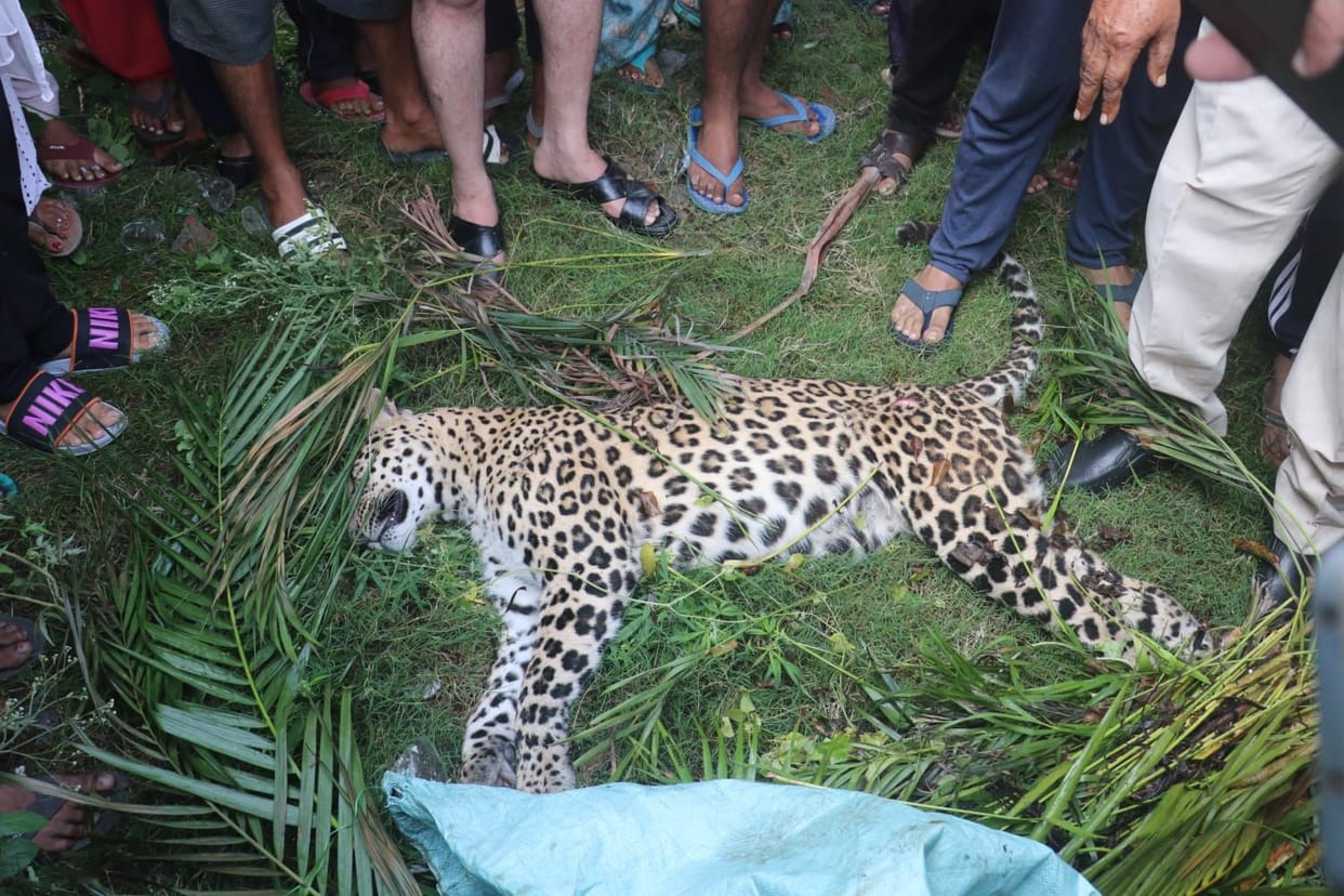 Leopard died by Current