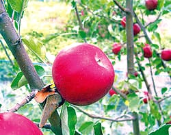 People of Uttarakhand will be able to eat apples of America
