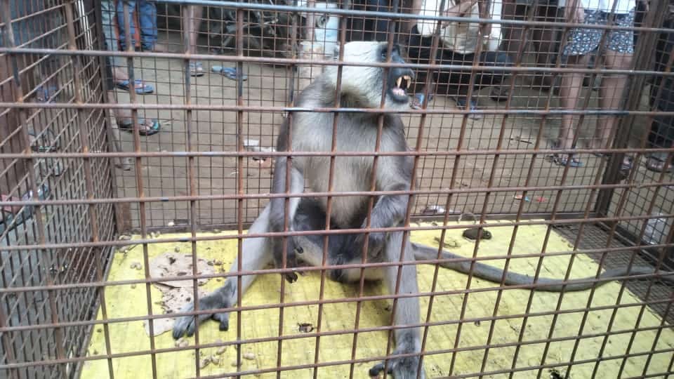 Miscreant monkey caught, people heave a sigh of relief