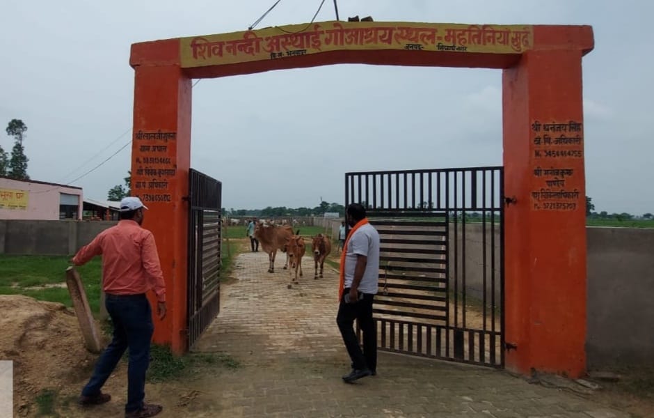 60 discharged animals were taken to the Gaushala