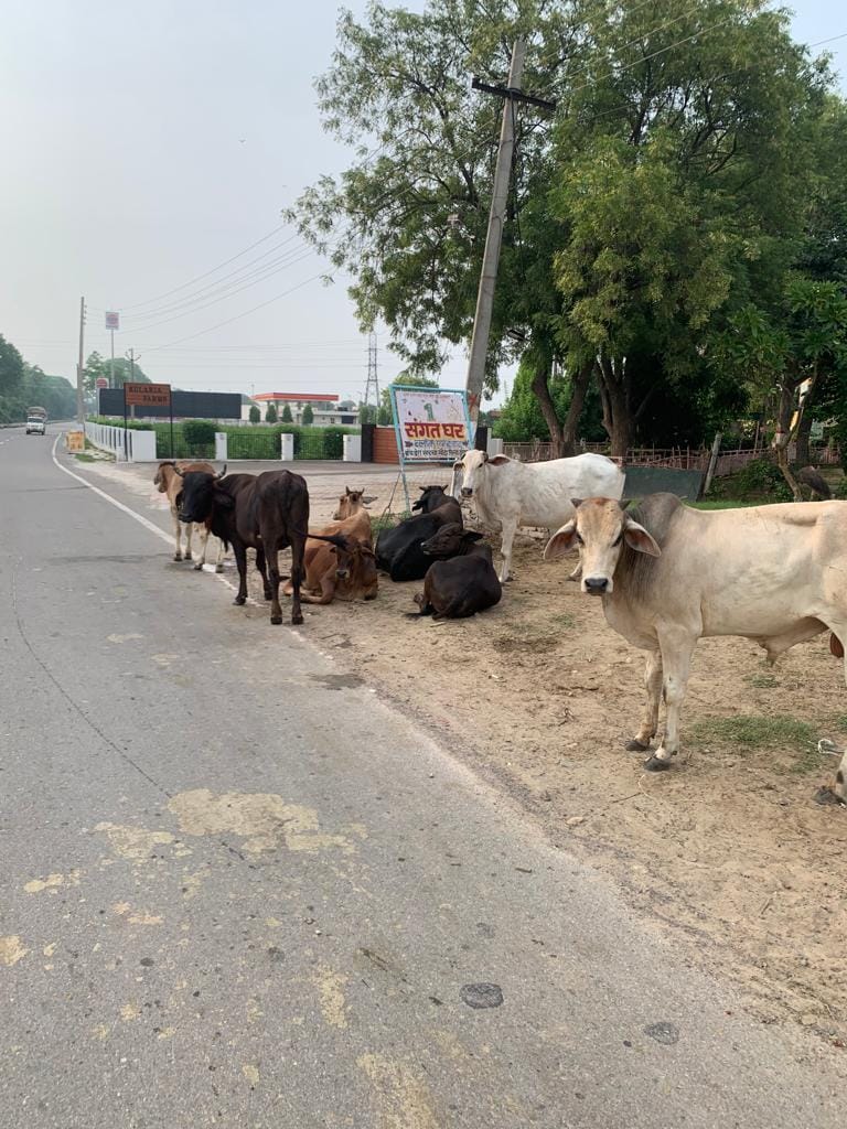Destitute animals increased in the city after the flood in Fatehabad