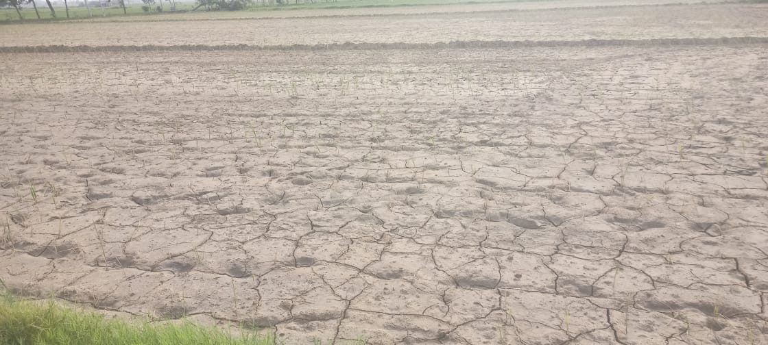 There is a possibility of drought in many villages of Tohana block, paddy crops started drying up