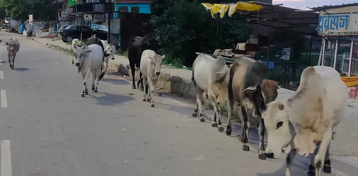 Farm during the day and road at night became a camp for cattle