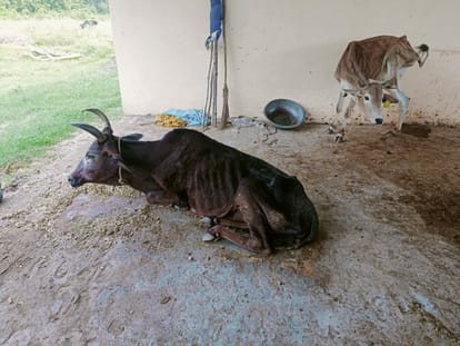 Eight animals died of hunger and disease in 20 days at the cow shelter