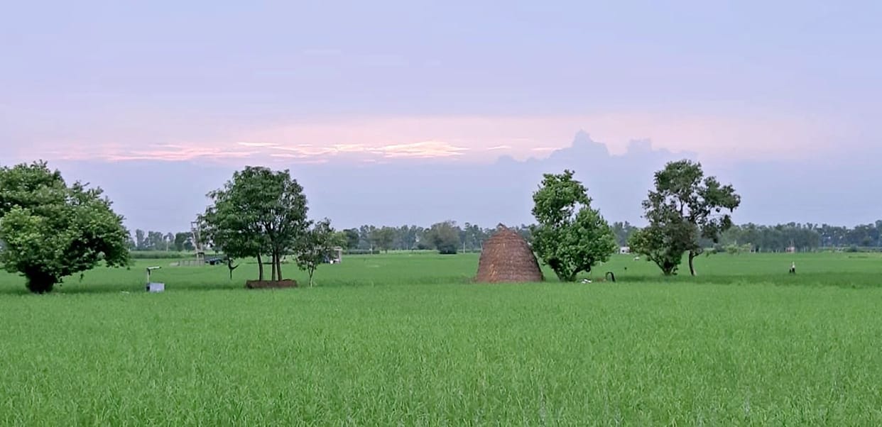Farmers of the district are not showing interest in crop registration