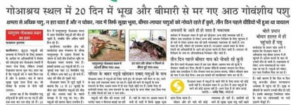 Two more cattle died in the cow shelter