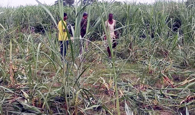 wild elephants trampled sugarcane crop