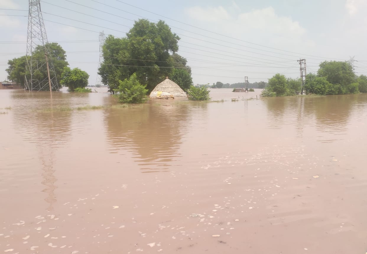 Not only flood, this time the rain also created havoc in the fields