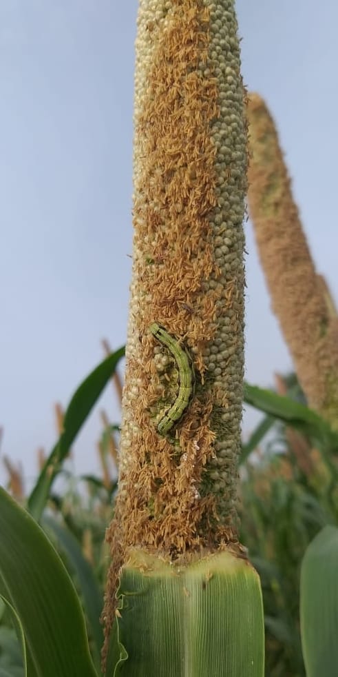 In the villages of Kanina and Daungda Ahir region, the worm is causing damage to the millet crop.