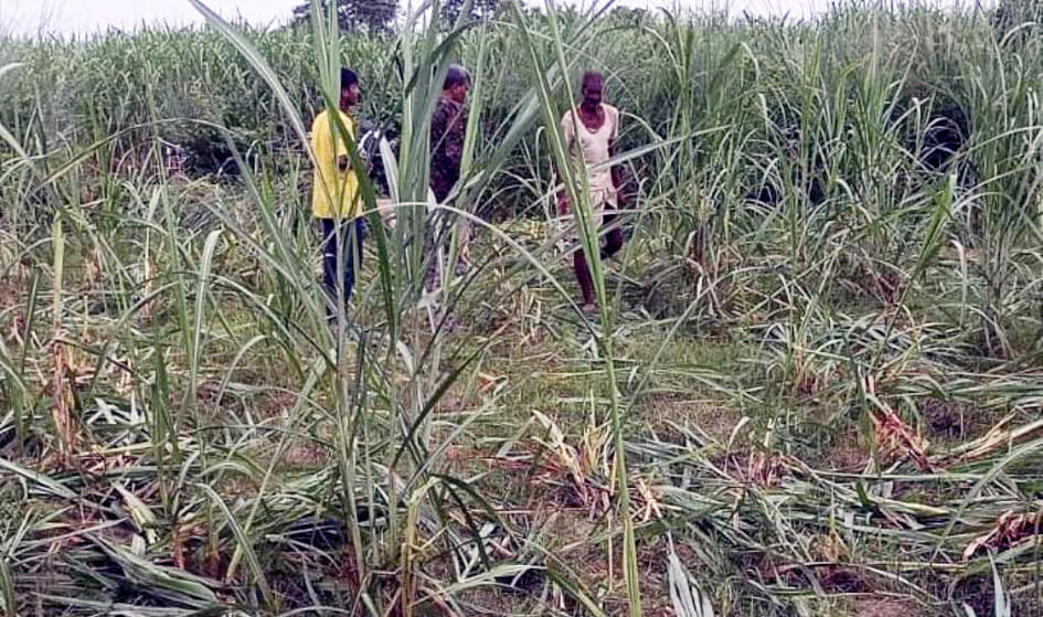 wild elephants trampled sugarcane crop