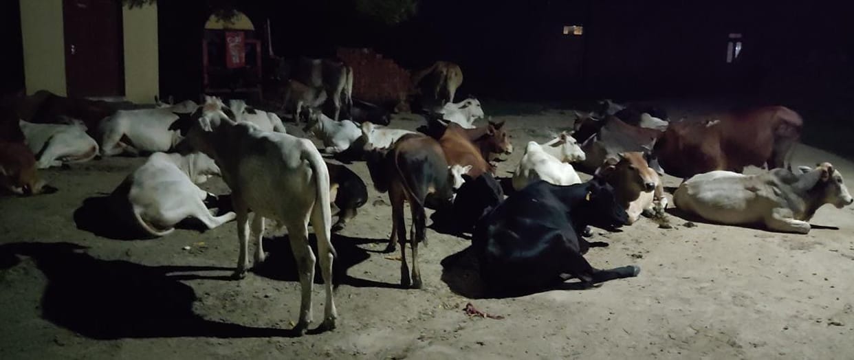 Stray cattle ruined farmers' crops, officer silent on complaint