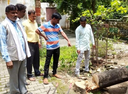 Sandalwood tree cut in municipality office premises