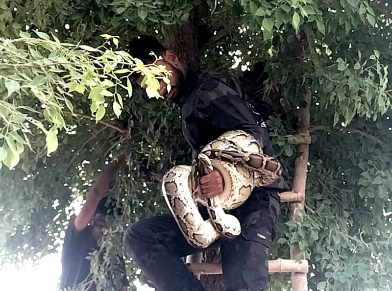 Caught a 15-foot python after two hours of effort