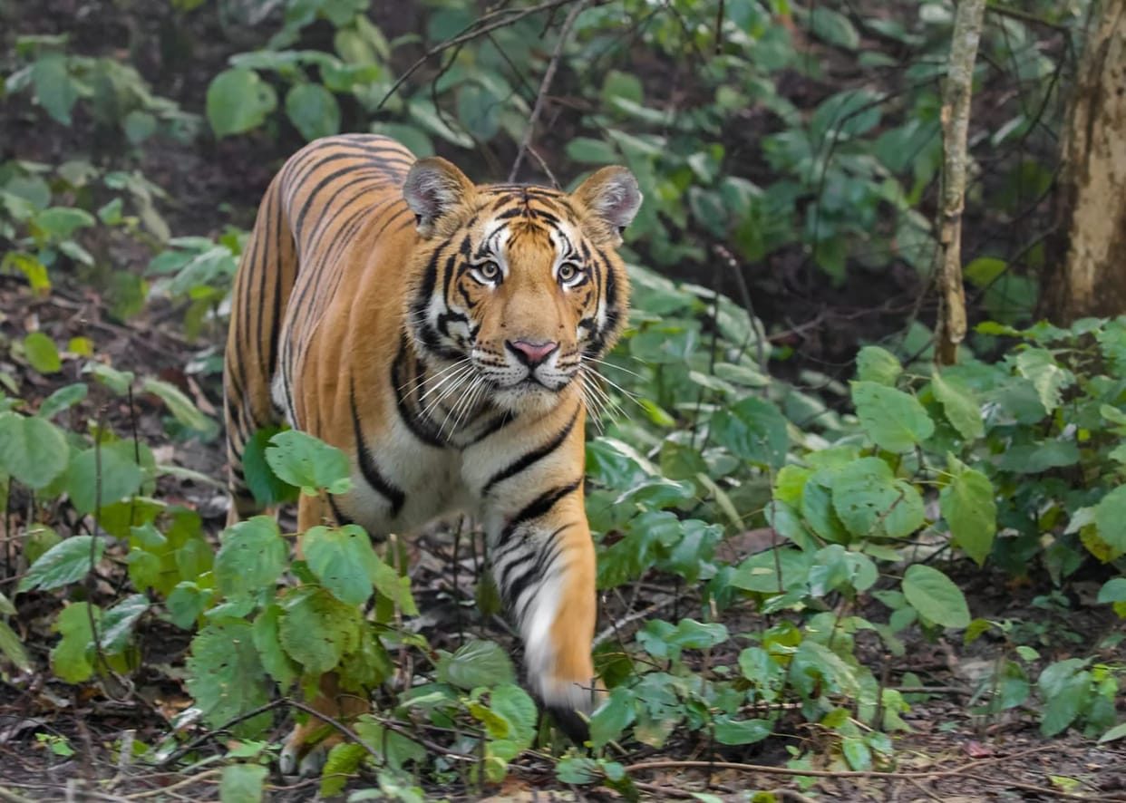 Tigers and leopards who kill humans are being given life imprisonment in Kumaon uttarakhand