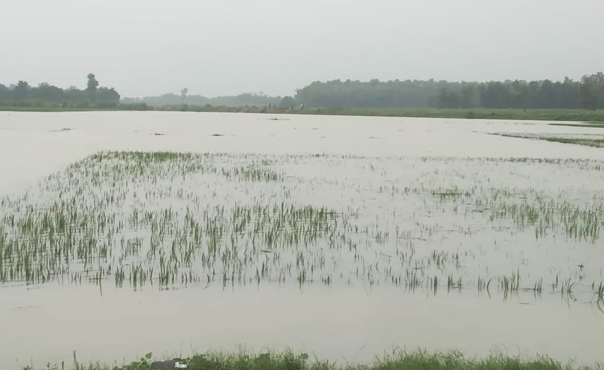 Paddy and sugarcane crops drowned due to canal cutting