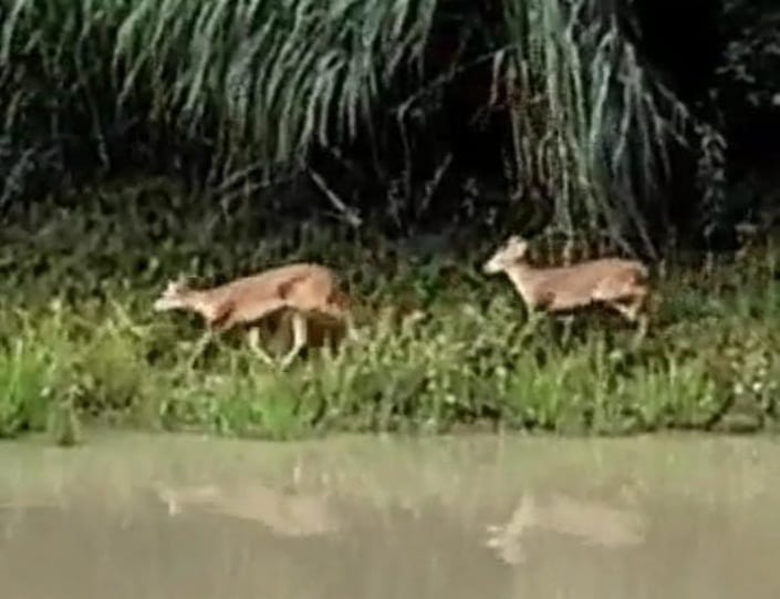 Deer wandered from the forest and reached the field