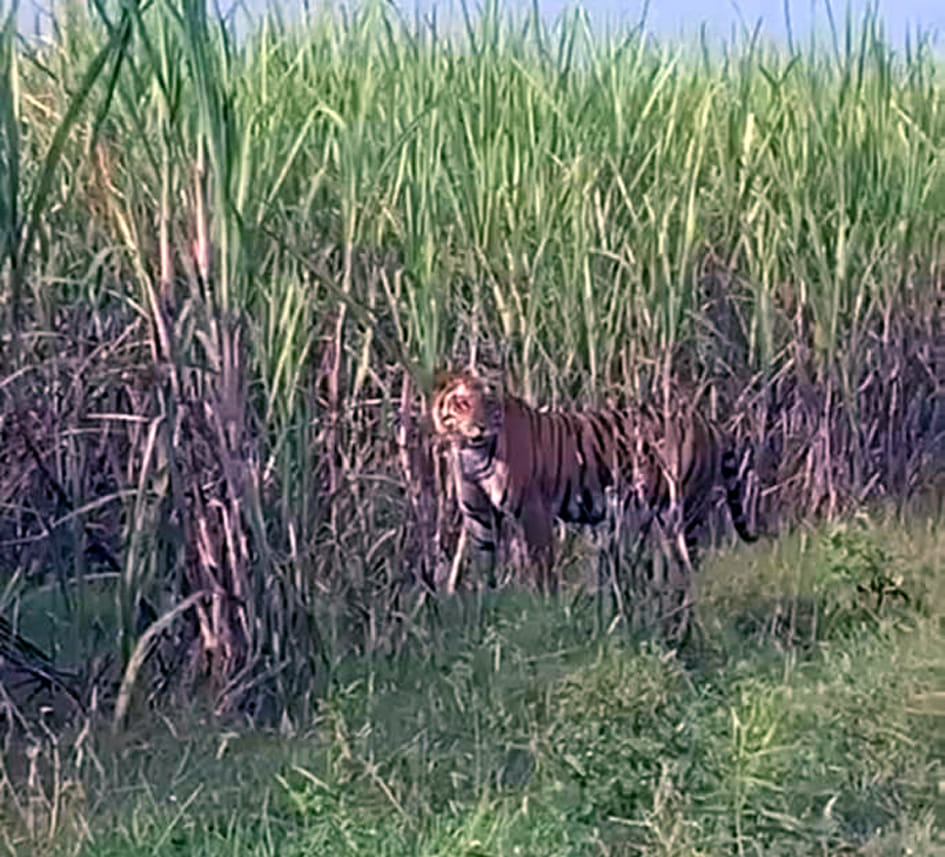 Tiger seen in the field, young man ran away leaving his bicycle