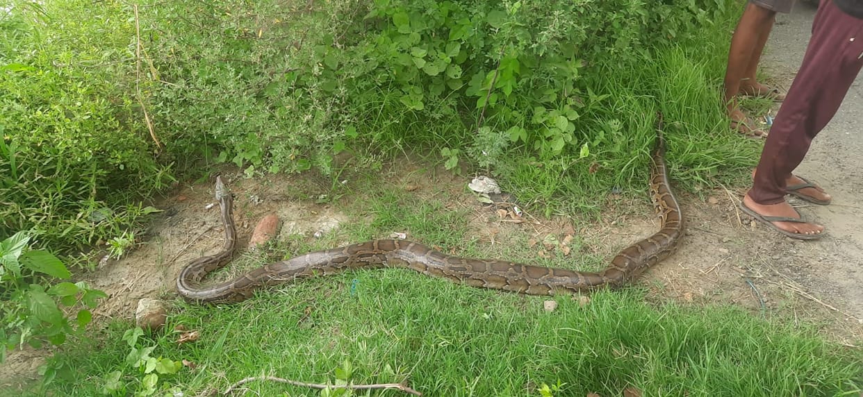 Ten feet long python found in paddy field