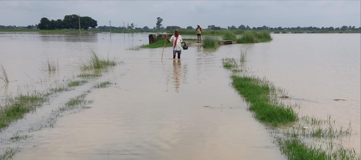 Raging Rapti, 250 bigha crop submerged