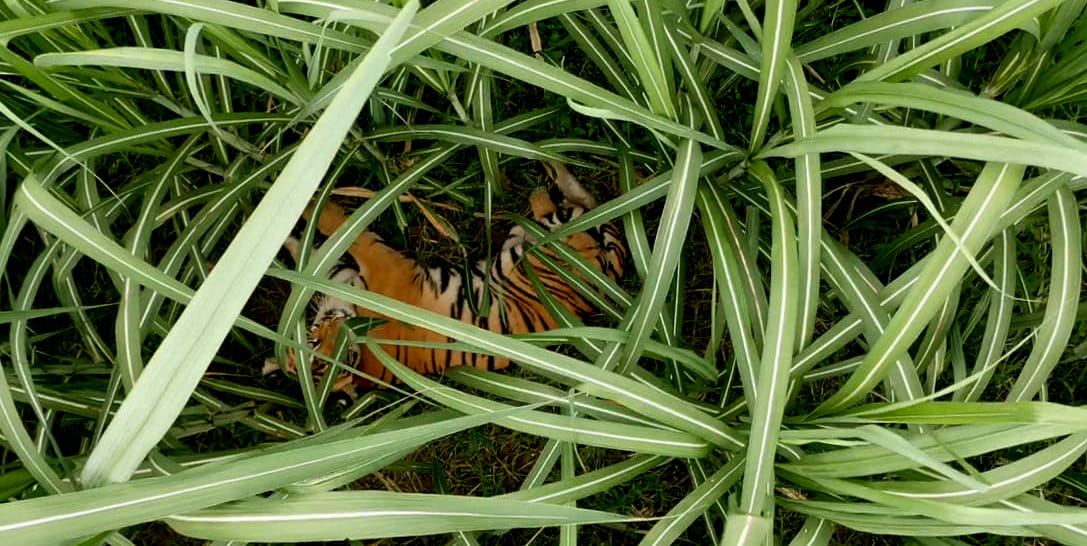 In Kalagarh, the forest department chased the tiger into the forest.