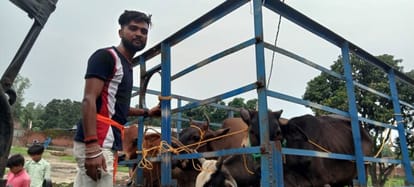 Another cow died in Parshurampur cow shelter